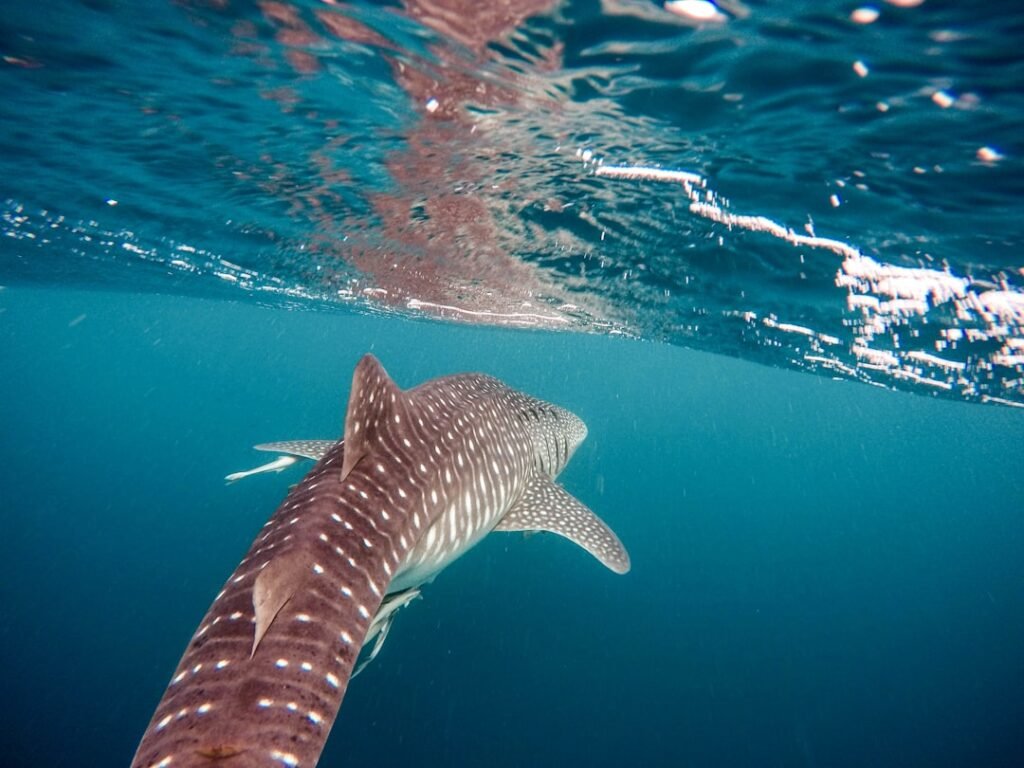 Photo Whale shark swimming