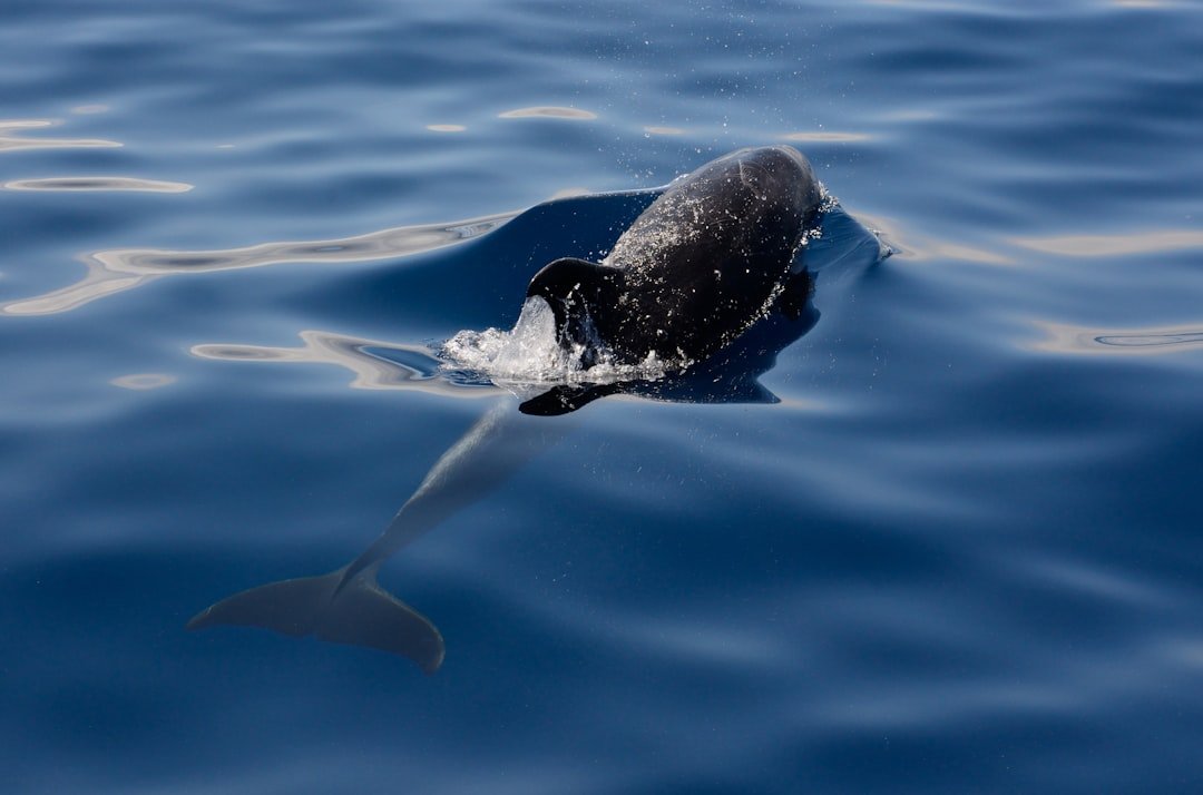 Photo Dolphin encounter