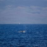 Photo Whales, boat