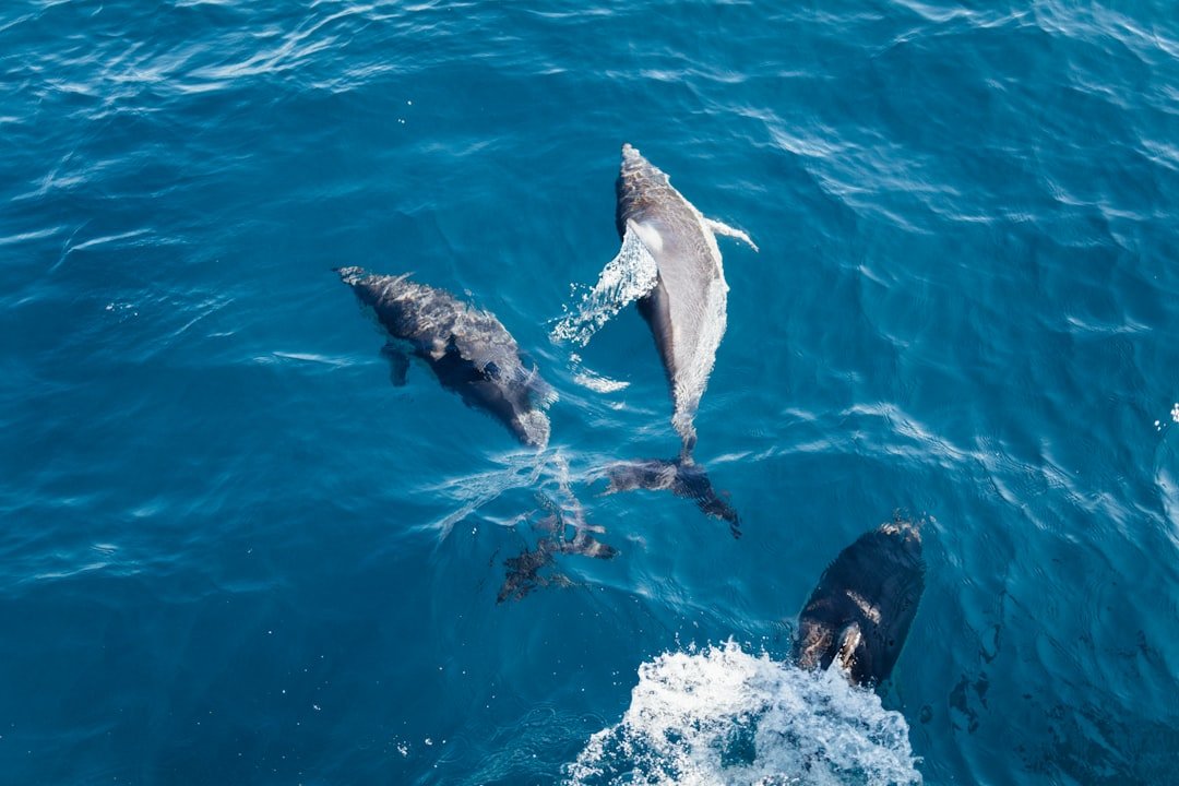 Photo Dolphin interaction