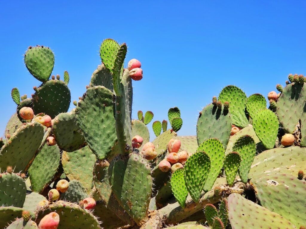 Photo Map of Mexico