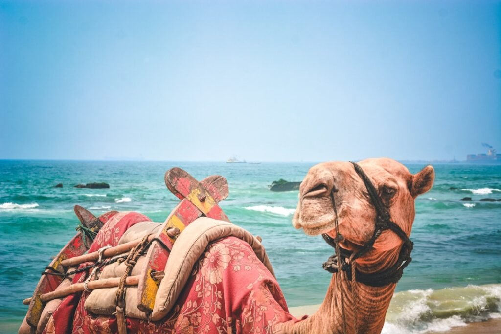 Photo Camel Ride