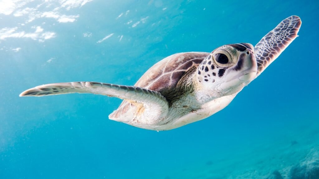 Photo Underwater encounter