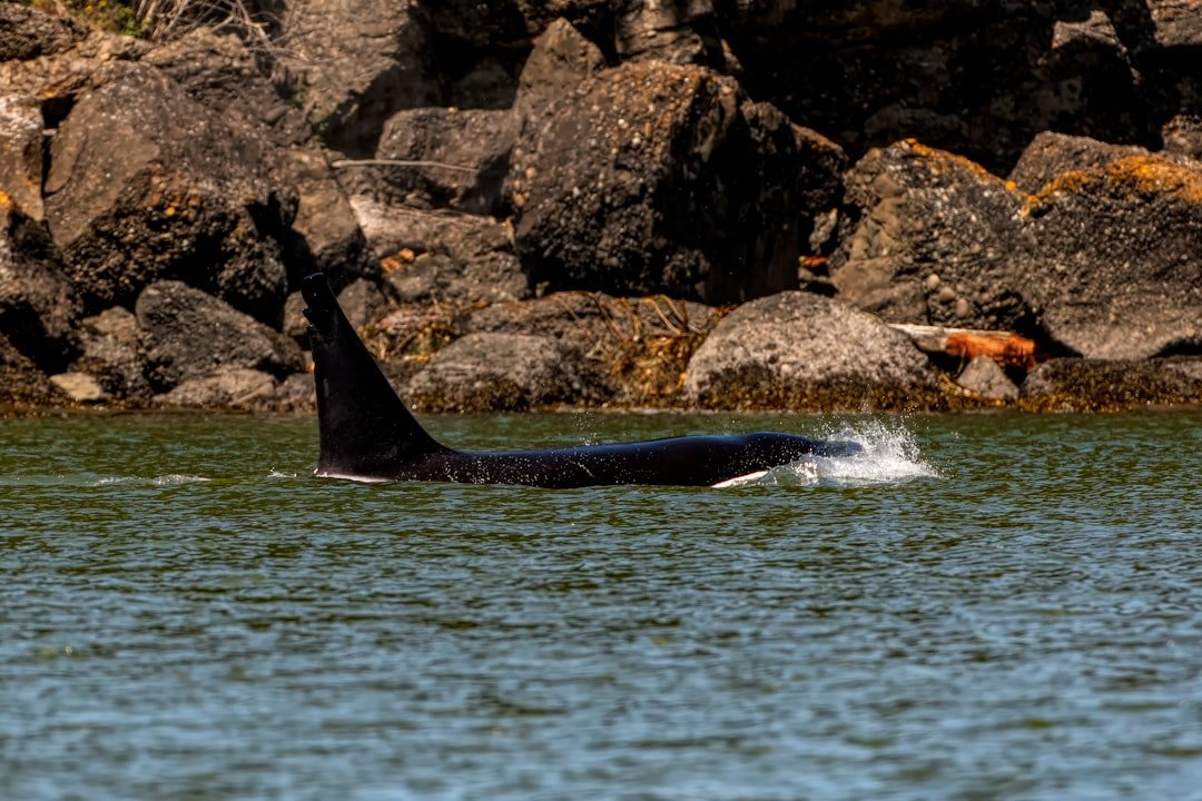 Photo Whale watching