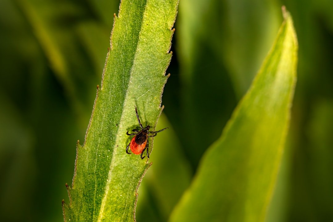 Photo Tick on leaf