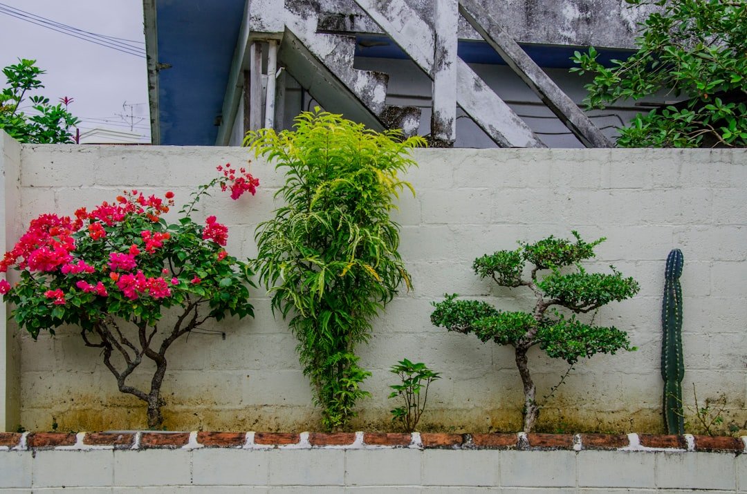 Photo Cactus Garden