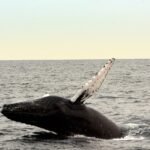 Photo Whale breaching