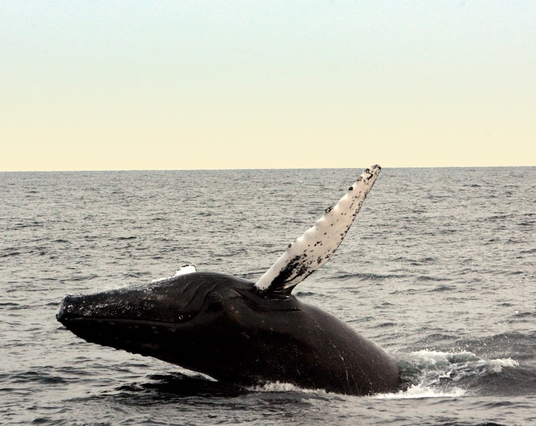 Photo Whale breaching