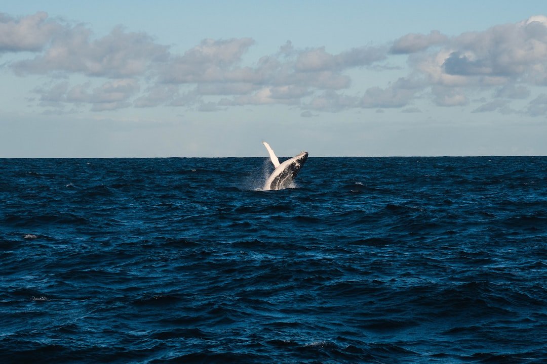 Photo Whale breaching