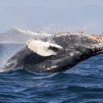 Photo Whale breaching