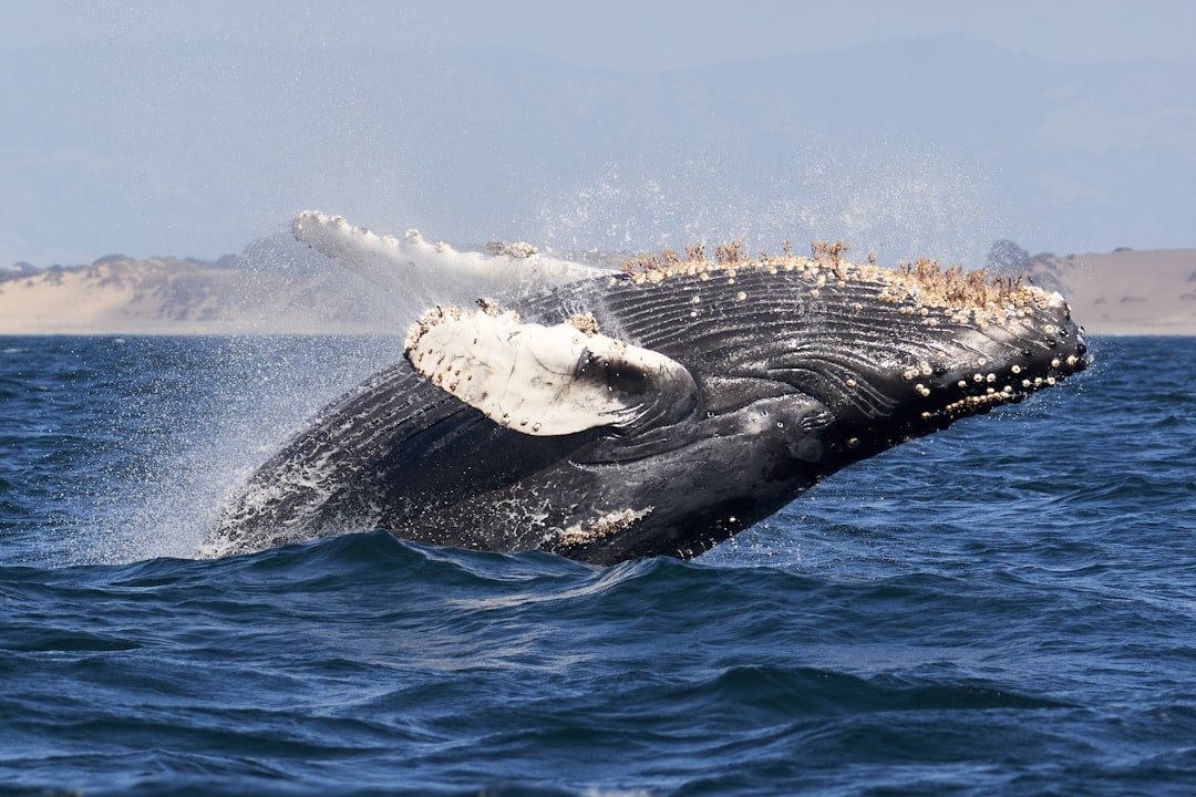 Photo Whale breaching