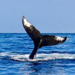 Photo Humpback whale