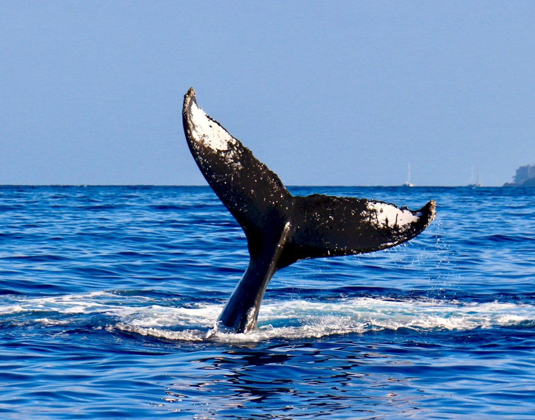 Photo Humpback whale