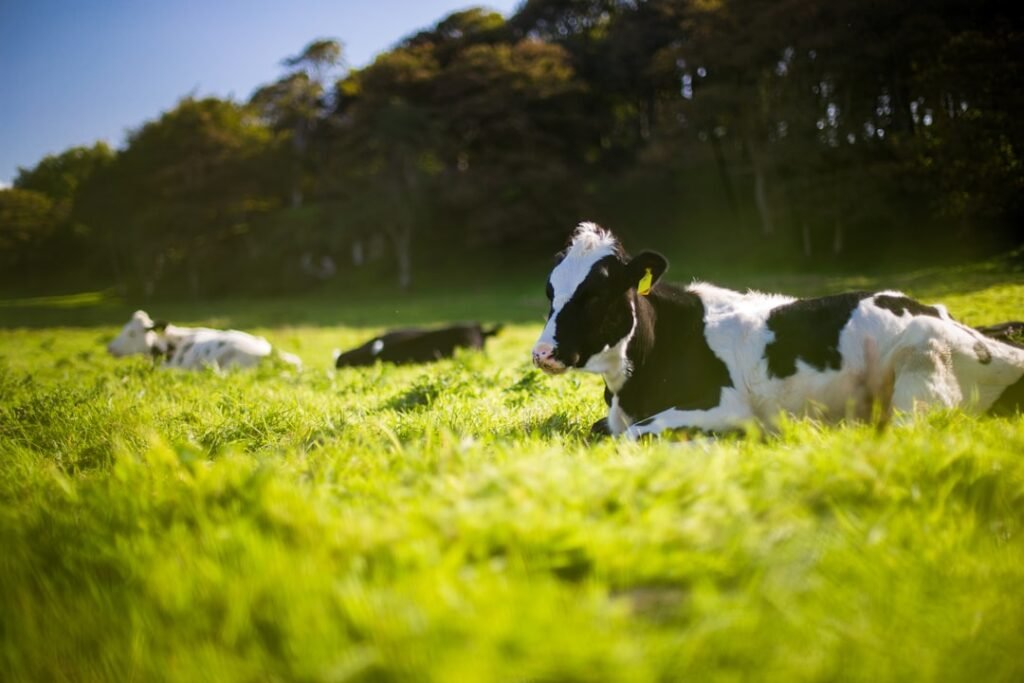 Photo Dairy cow