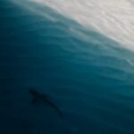 Photo Sharks in Cabo