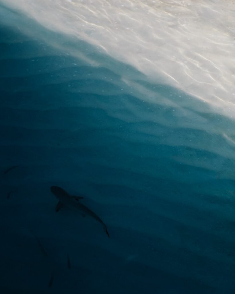 Photo Sharks in Cabo