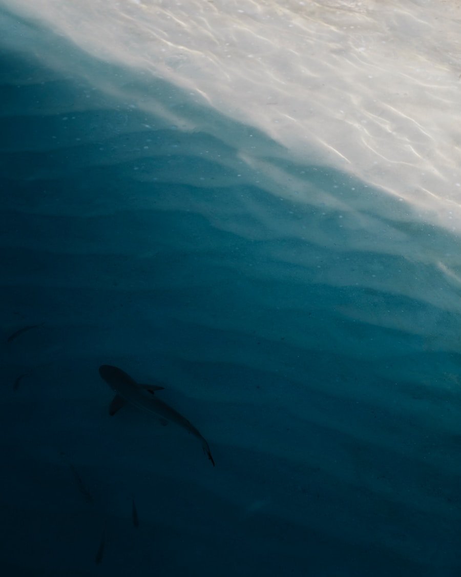Photo Sharks in Cabo
