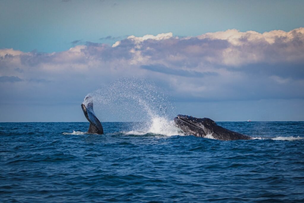 Photo Whale watching