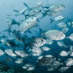 Photo Underwater paradise