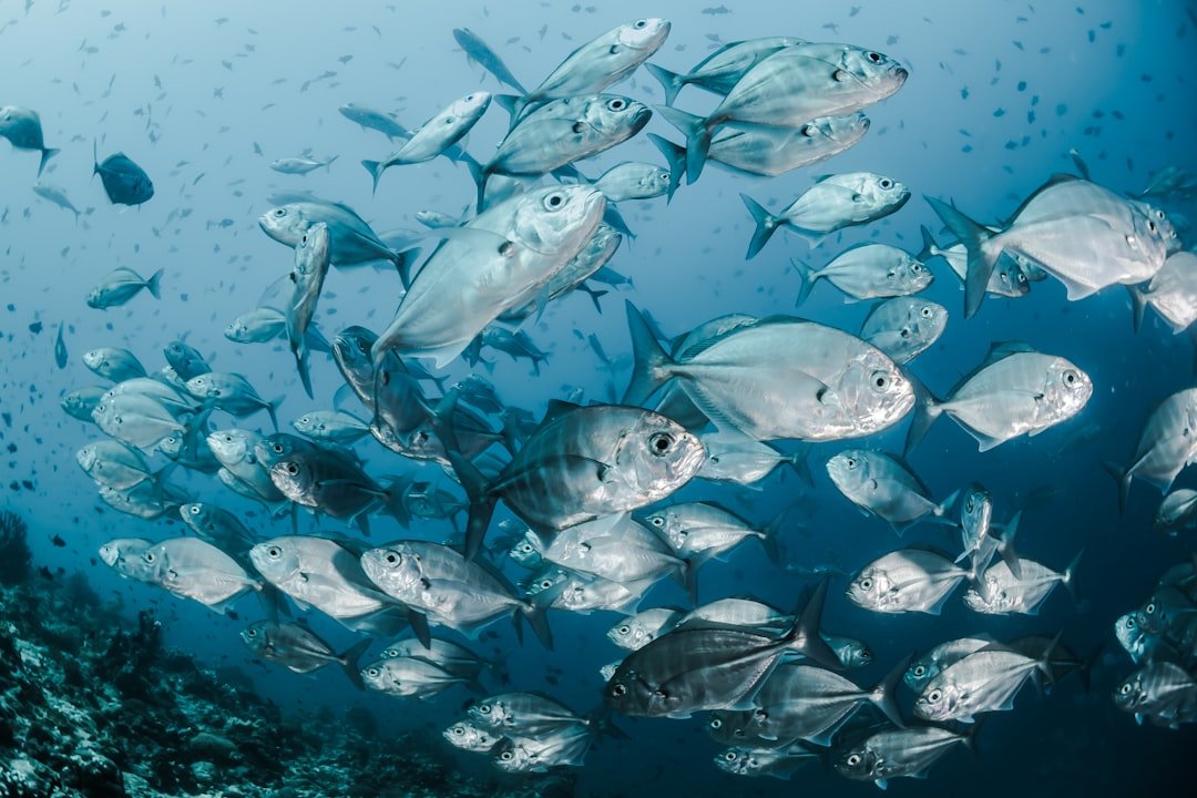 Photo Underwater paradise