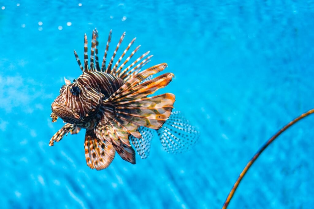 Photo Marine life