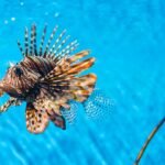 Photo Marine life