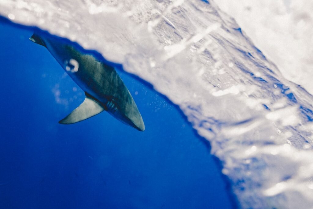 Photo Shark warning