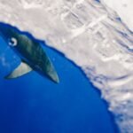 Photo Shark warning