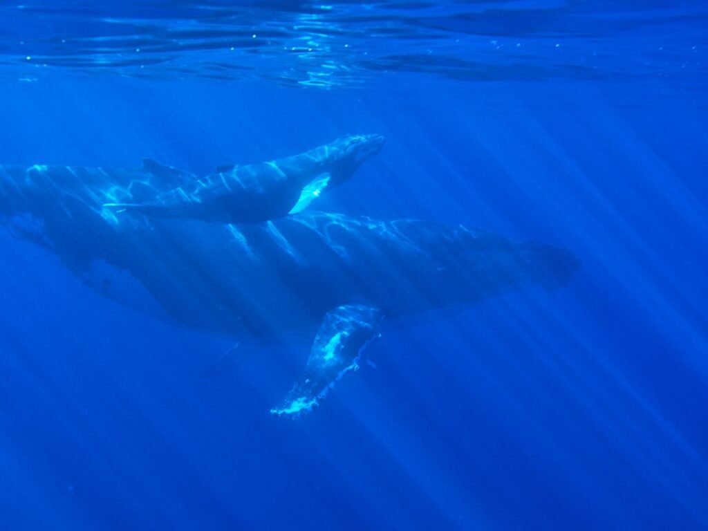 Photo Humpback whales