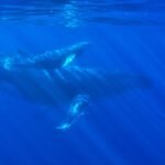 Photo Humpback whales