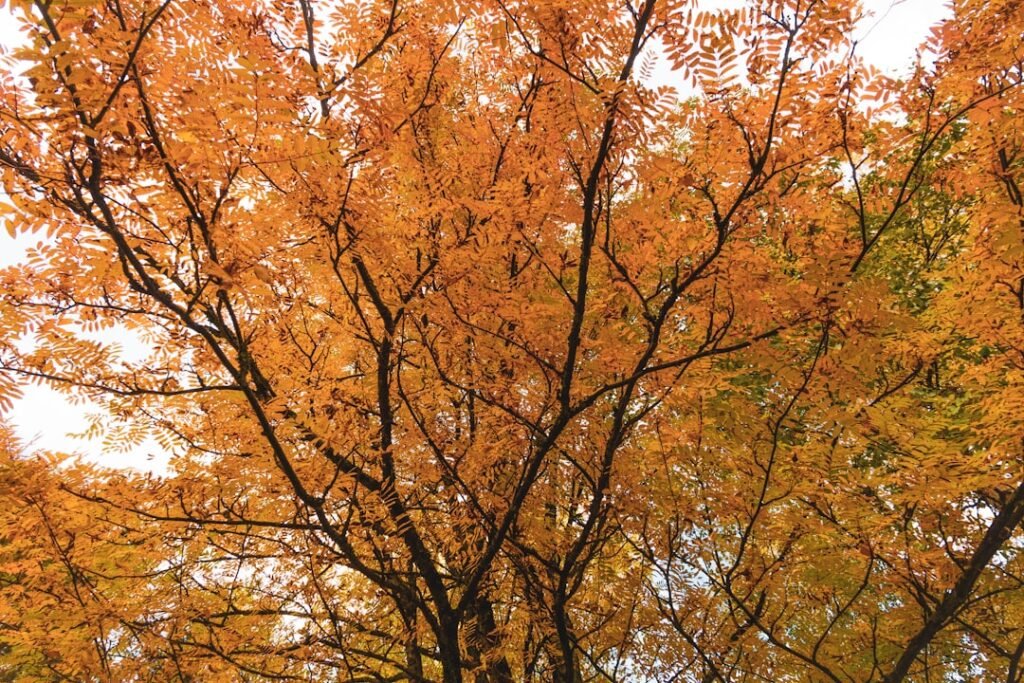 Photo Autumn foliage