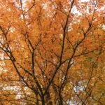 Photo Autumn foliage