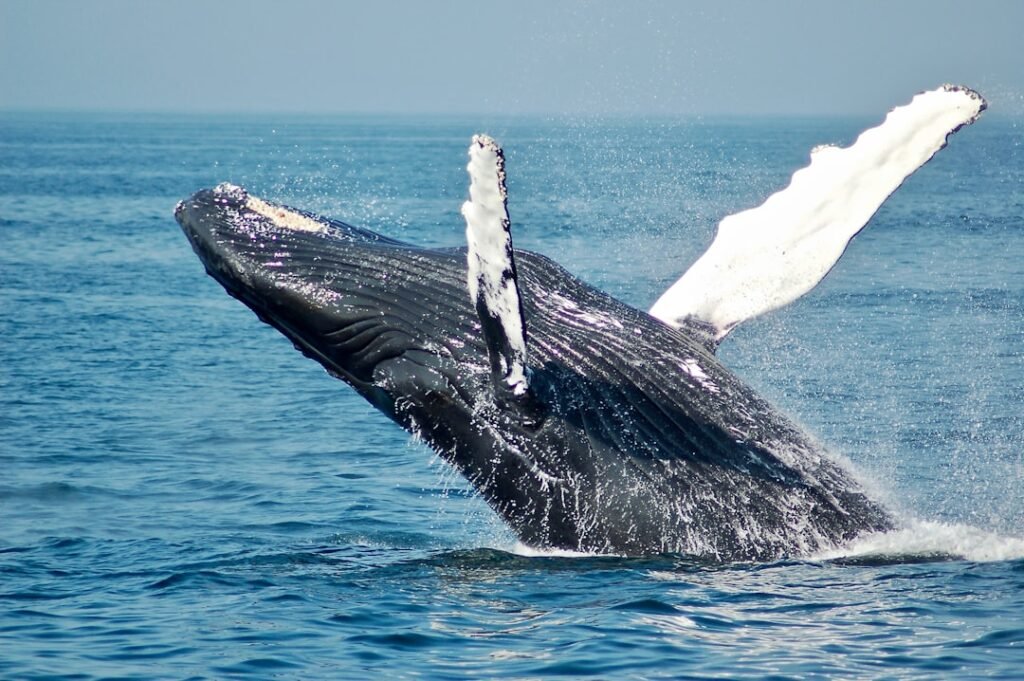 Photo Whale watching