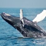 Photo Whale watching