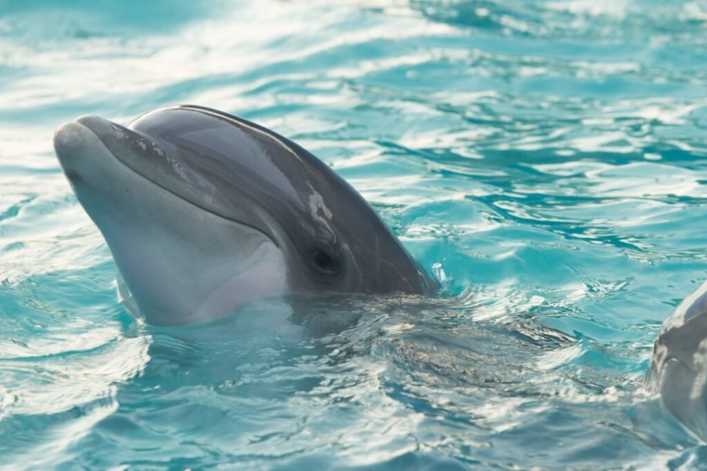 Photo Dolphin encounter