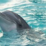 Photo Dolphin encounter