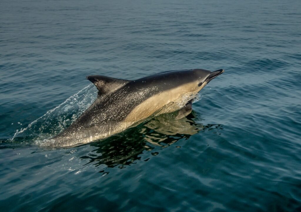 Photo Dolphin encounter