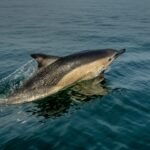 Photo Dolphin encounter