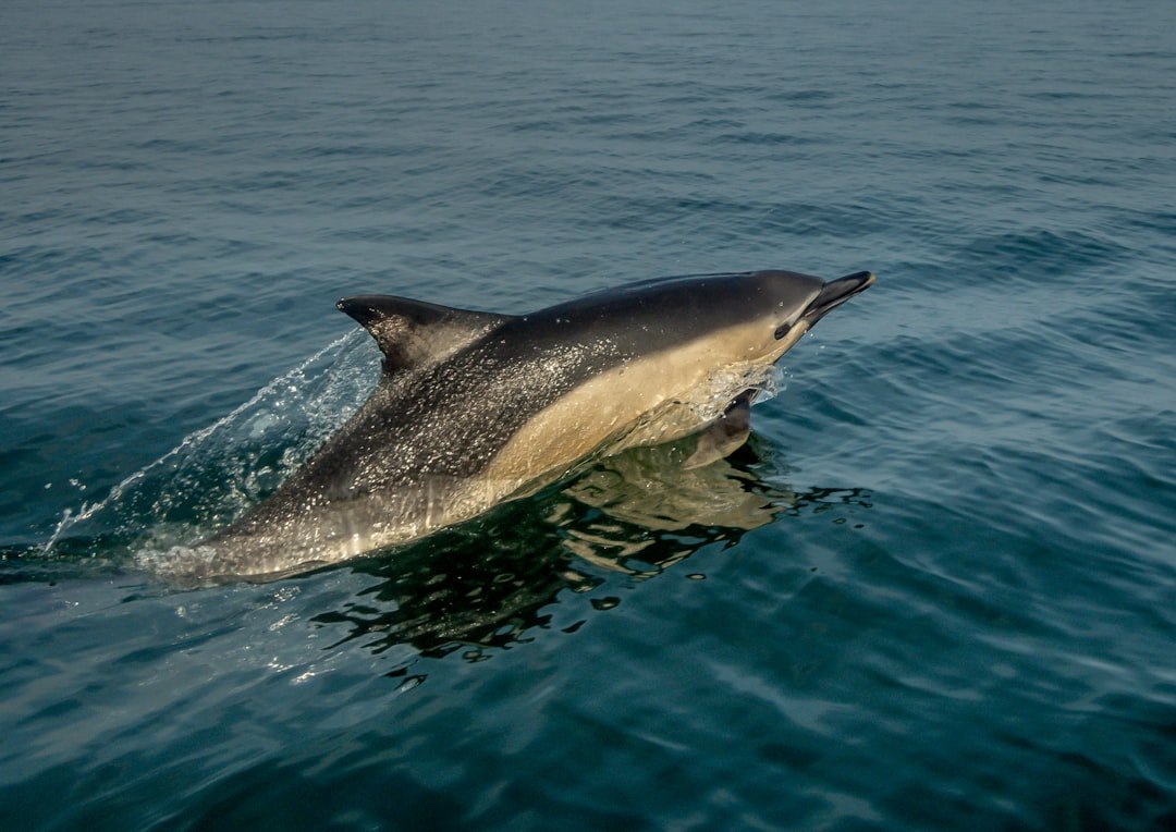 Photo Dolphin encounter