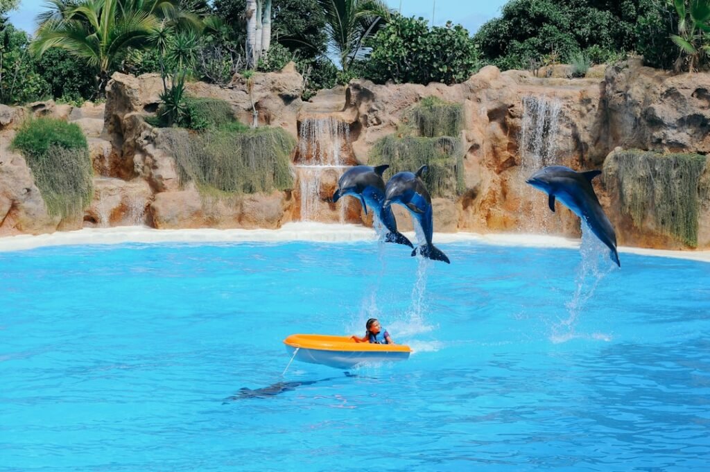 Photo dolphins