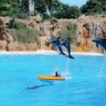 Photo dolphins