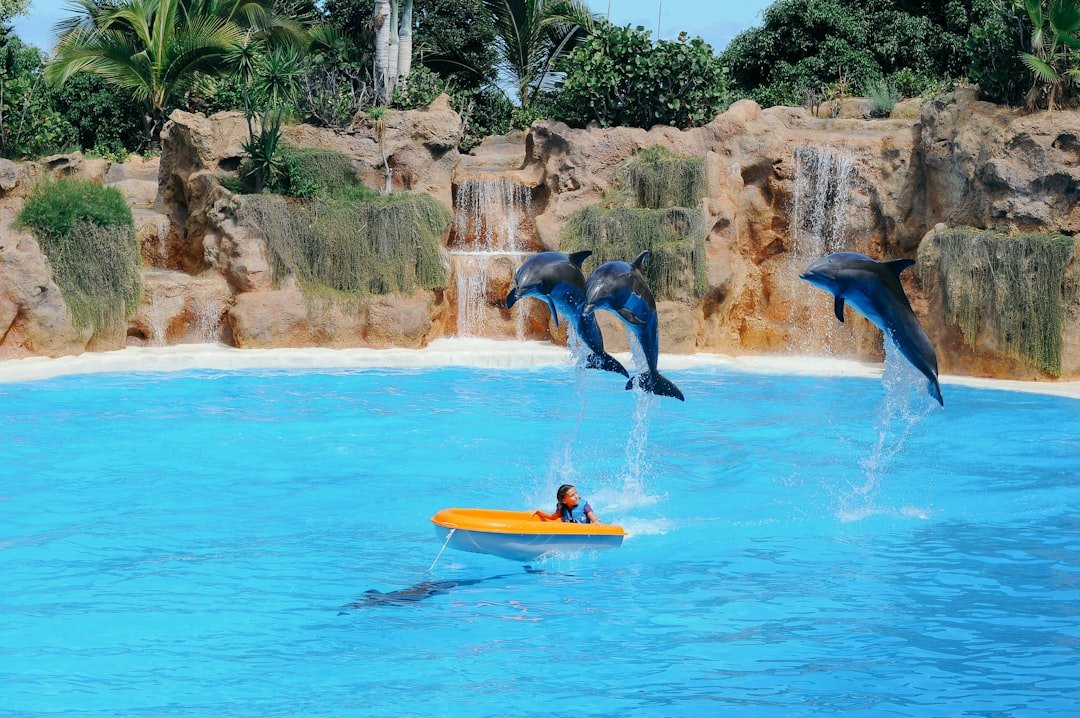 Photo dolphins