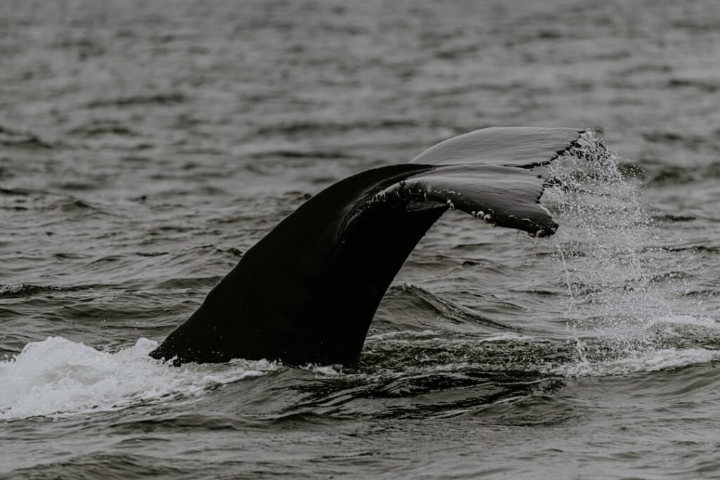 Photo whale watching season cabo