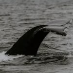 Photo whale watching season cabo
