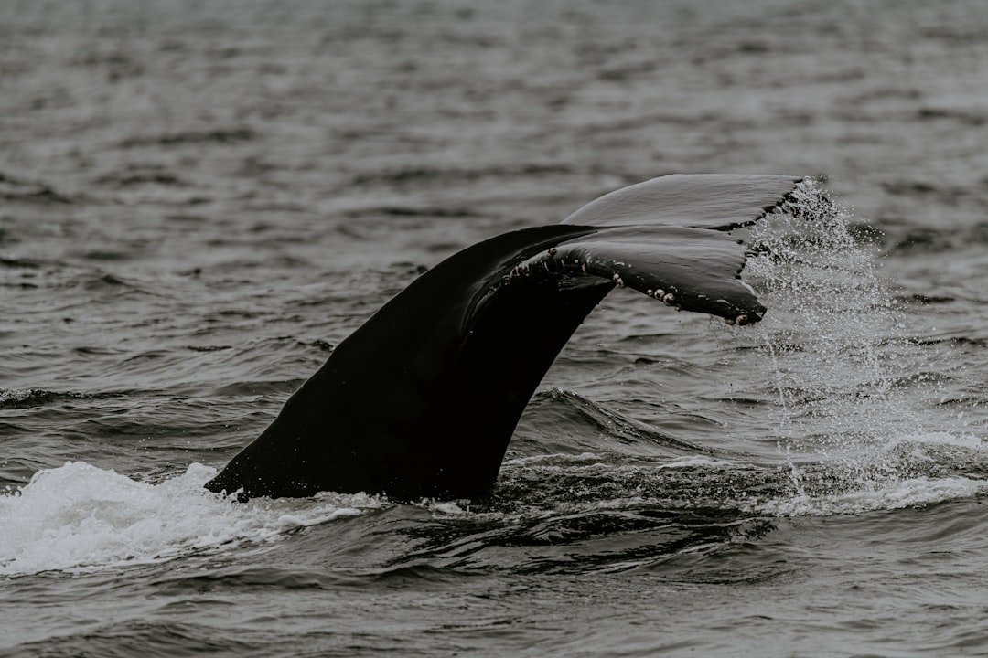 Photo whale watching season cabo