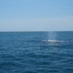 Photo whale watching season