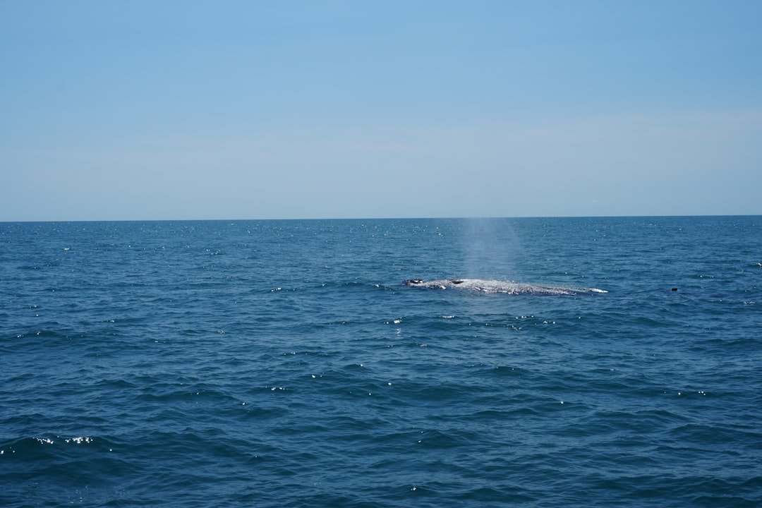 Photo whale watching season